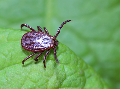 Tick on Leaf